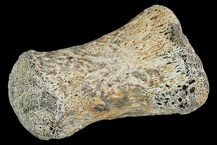 Hadrosaur Finger Bone - Alberta (Disposition #-) #95166